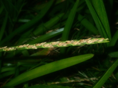 Stenotaphrum dimidiatum