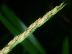 Stenotaphrum dimidiatum