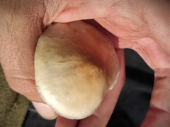 Zhuliangomyces illinitus