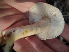 Zhuliangomyces illinitus