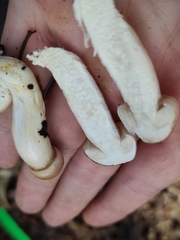 Zhuliangomyces illinitus