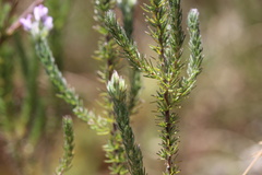 Aspalathus cephalotes violacea