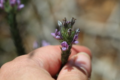 Aspalathus cephalotes violacea