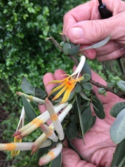 Agelanthus natalitius zeyheri