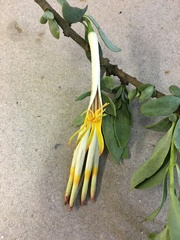 Agelanthus natalitius zeyheri