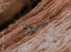 Paronellides