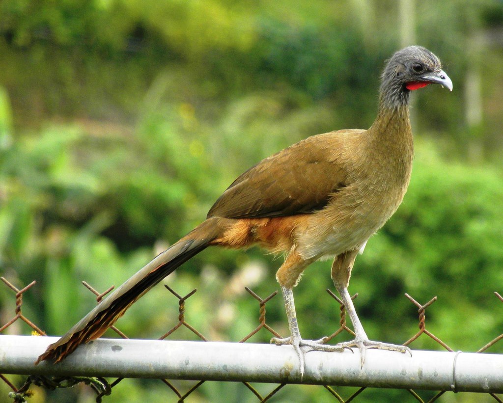 Rufous-vented Chachalaca photo