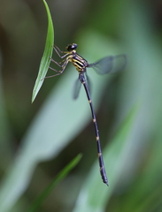 Celebargiolestes orri
