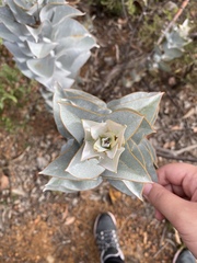 Eucalyptus macrocarpa macrocarpa
