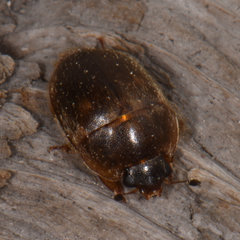 Amphicrossus ciliatus