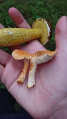 Hydnum rufescens