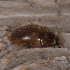 Amphicrossus ciliatus