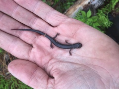 Plethodon wehrlei