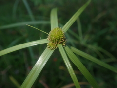 Cyperus aromaticus