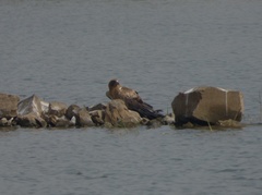 Hieraaetus pennatus