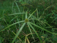 Cyperus aromaticus