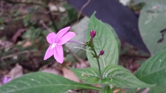 Pseuderanthemum