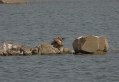 Hieraaetus pennatus