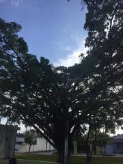 Ceiba pentandra