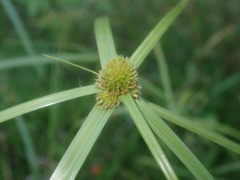 Cyperus aromaticus