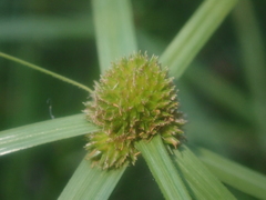 Cyperus aromaticus