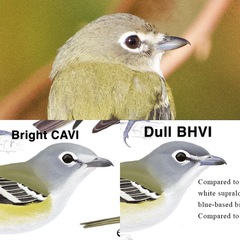Vireo cassinii