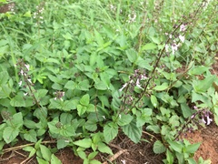 Orthosiphon suffrutescens