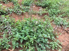 Orthosiphon suffrutescens