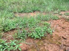 Orthosiphon suffrutescens