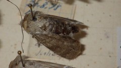 Standfussiana lucernea