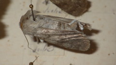 Standfussiana lucernea