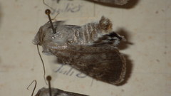 Standfussiana lucernea