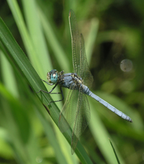 Orthetrum abbotti
