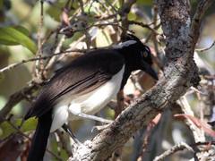 Cyanocorax cyanopogon