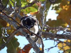 Cyanocorax cyanopogon