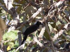 Cyanocorax cyanopogon