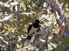Cyanocorax cyanopogon