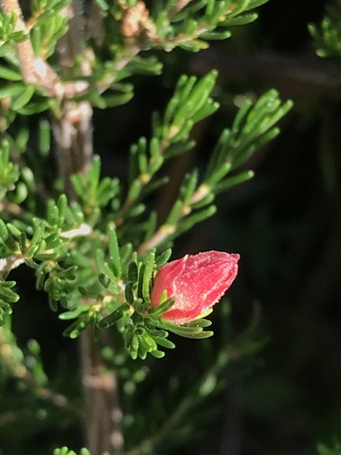Wachtliella ericina