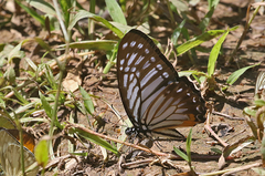 Graphium xenocles
