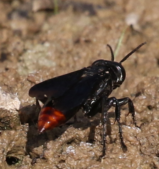 Larra analis