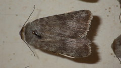 Standfussiana lucernea