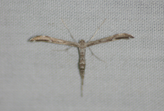 Hellinsia inquinatus