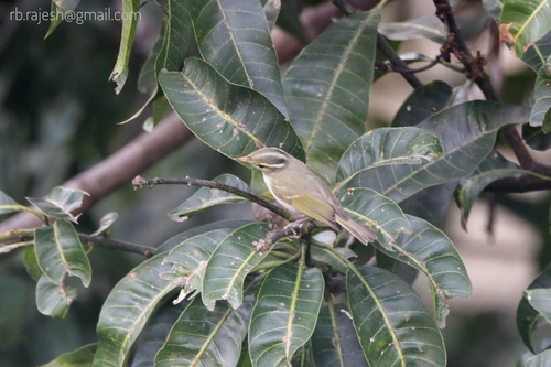 Western Crowned Warbler (Phylloscopus occipitalis), photo 7
