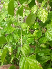Physalis coztomatl