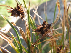 Carex rupicola