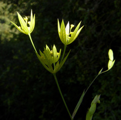 Bupleurum odontites