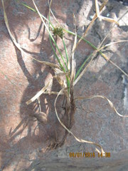 Carex rupicola