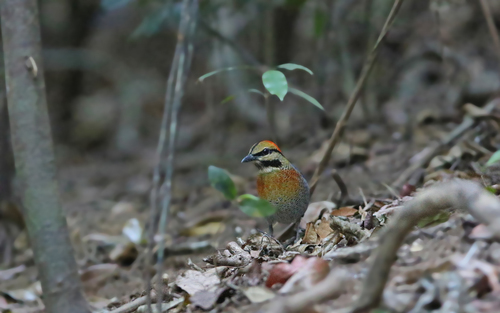 Blue Pitta (Hydrornis cyaneus), photo 8