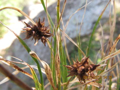 Carex rupicola