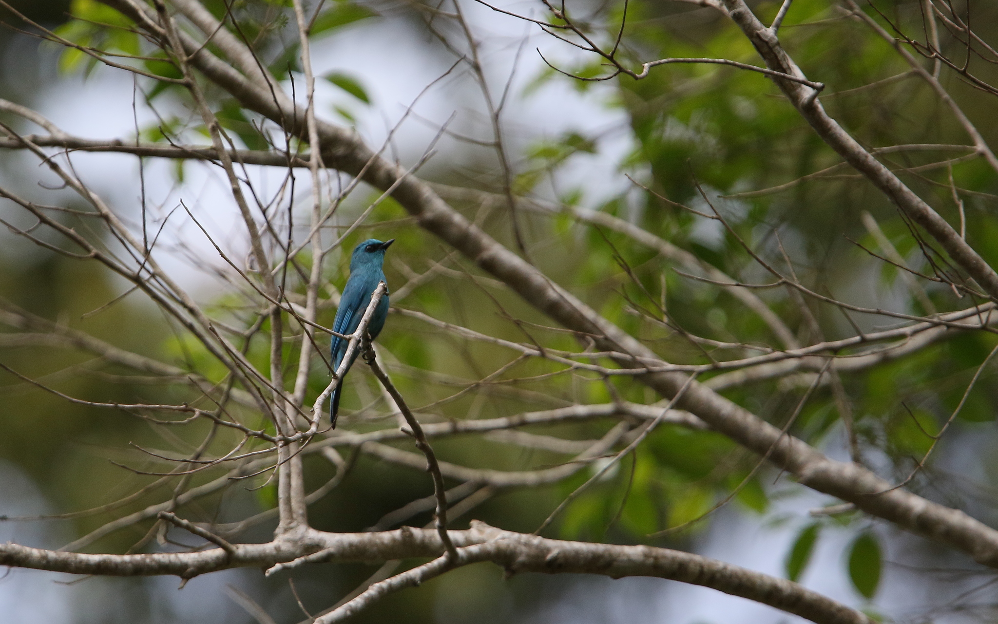 Verditer Flycatcher